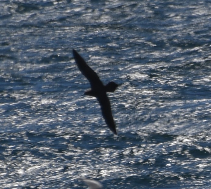 Wedge-tailed Shearwater - ML644908684