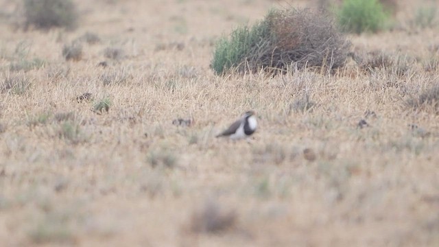 Чайка білогорла - ML644908687