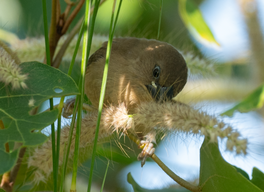 Scaly-breasted Munia - ML644908692