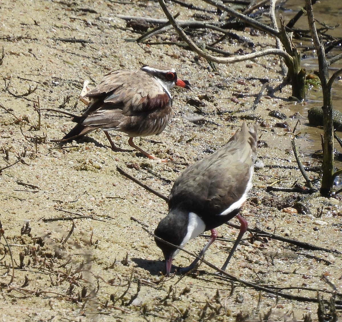 Black-fronted Dotterel - ML644908693