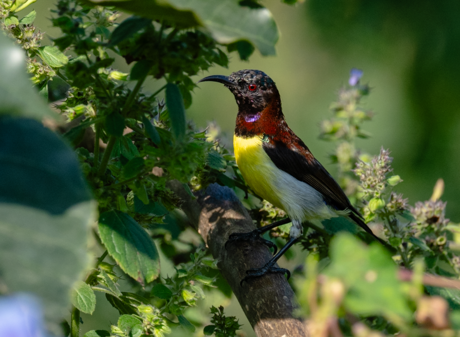 Purple-rumped Sunbird - ML644908711