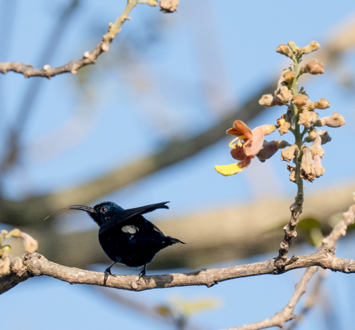 Purple Sunbird - ML644908726