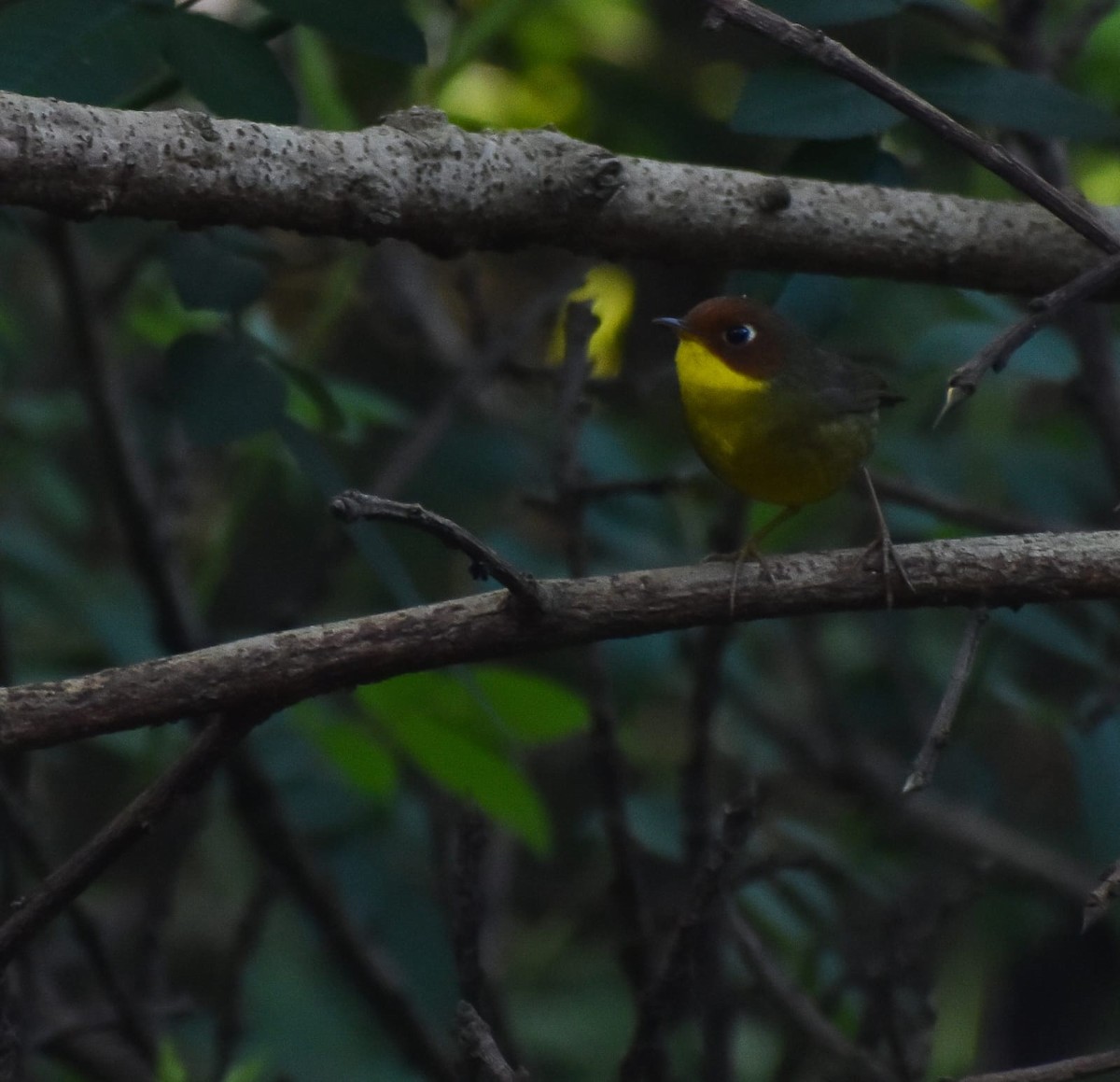 Chestnut-headed Tesia - ML644908729