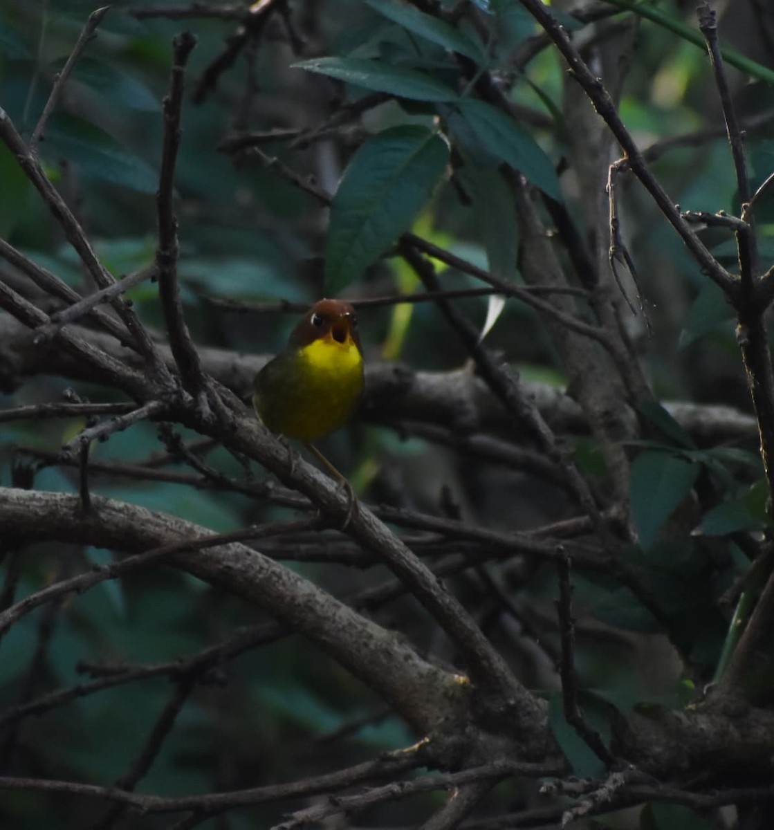 Chestnut-headed Tesia - ML644908730