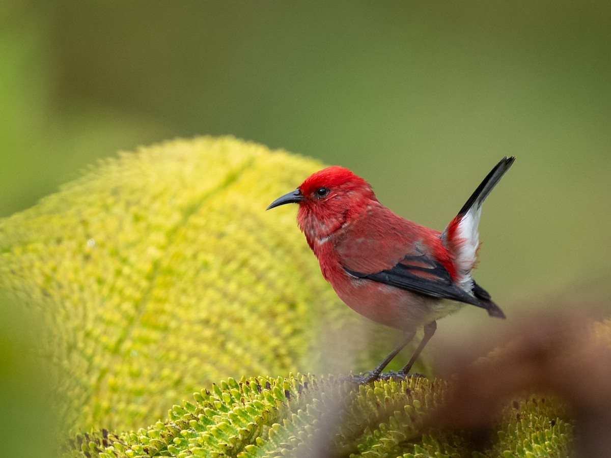 Малиновая апапане - ML644908753