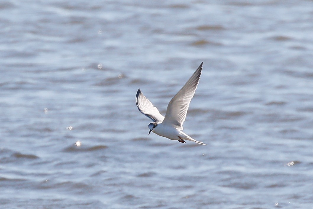 Common Tern - ML644908782