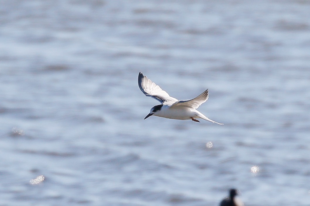 Common Tern - ML644908783