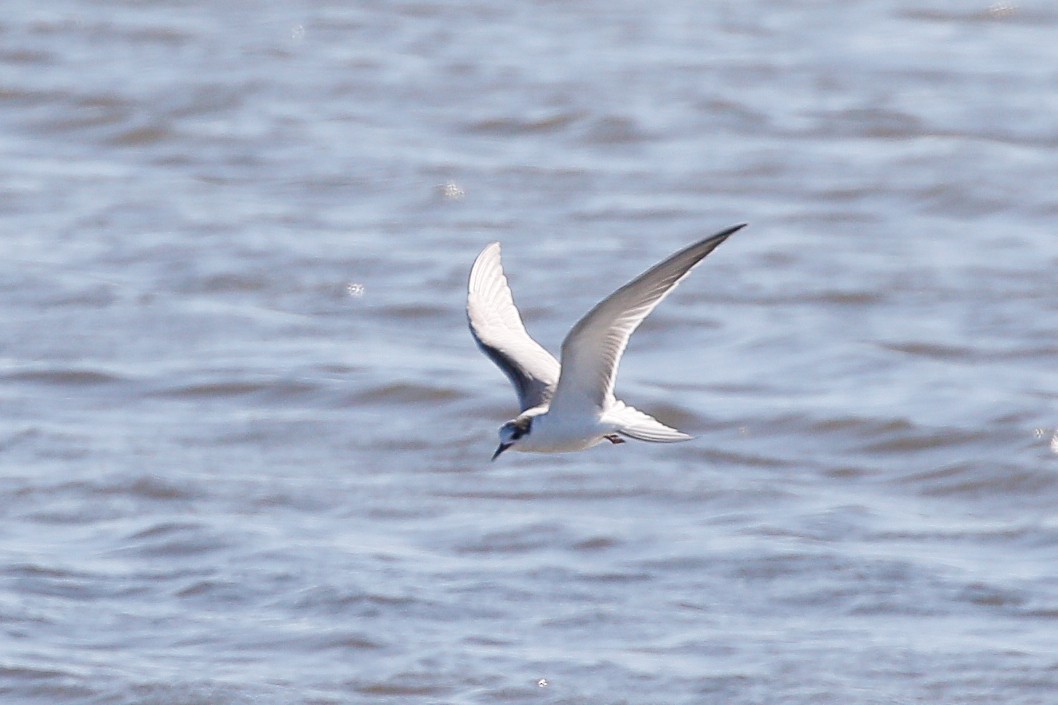 Common Tern - ML644908784