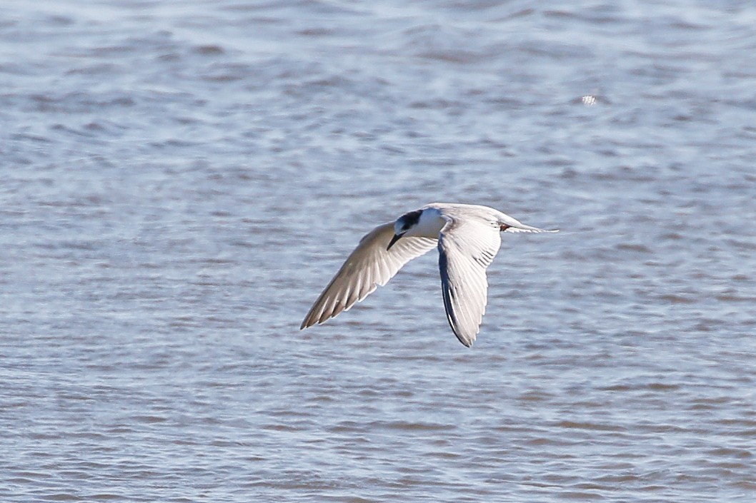 Common Tern - ML644908785