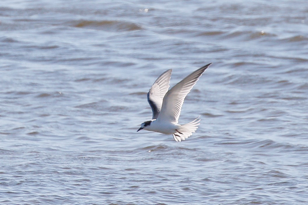 Common Tern - ML644908786