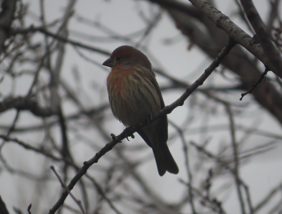 Roselin familier - ML644908816