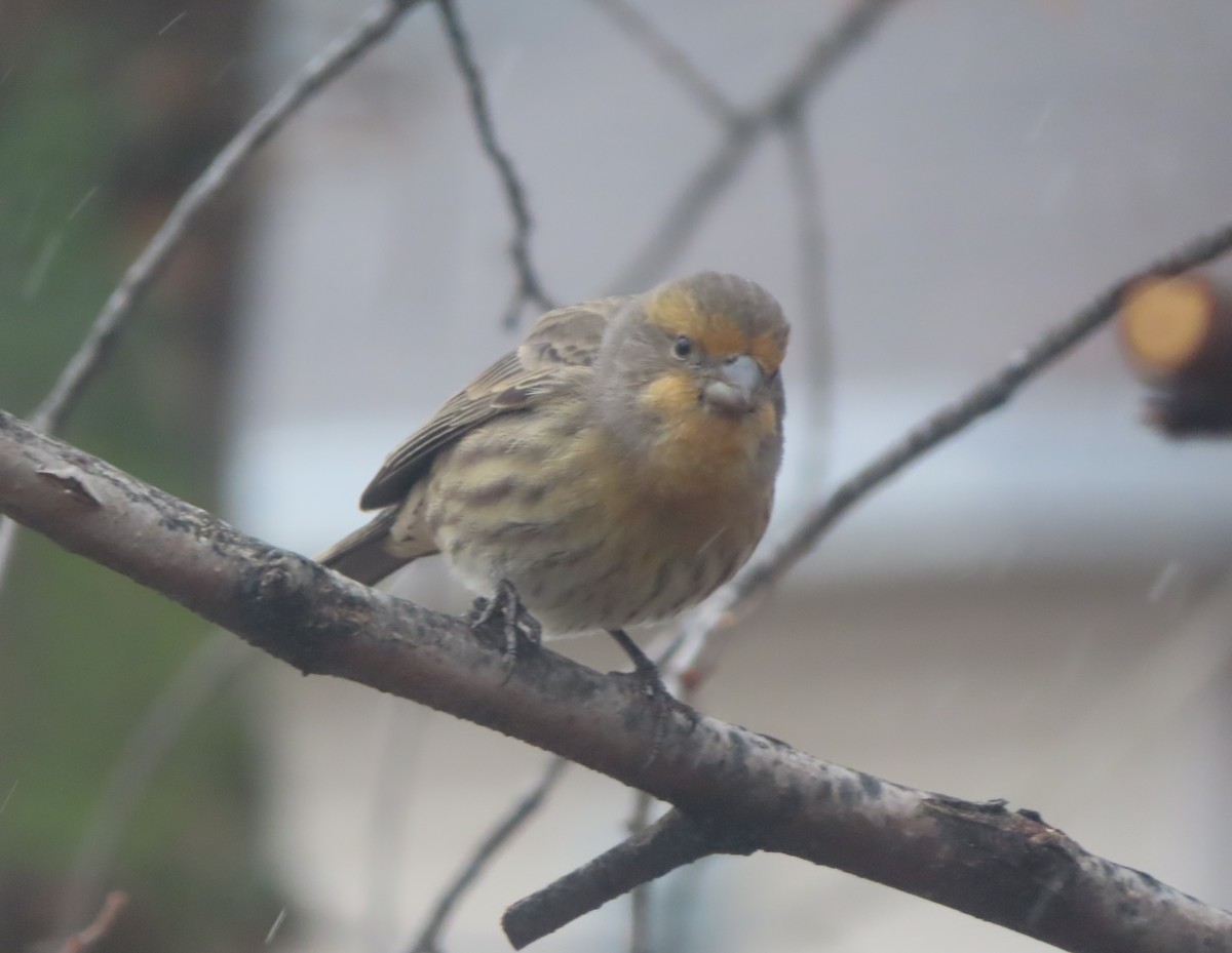 Roselin familier - ML644908818