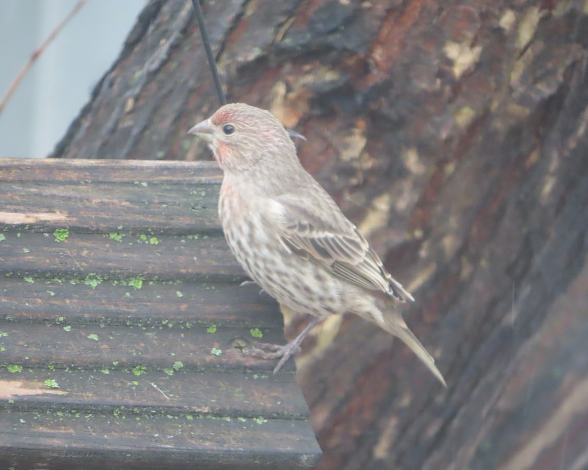 Roselin familier - ML644908823