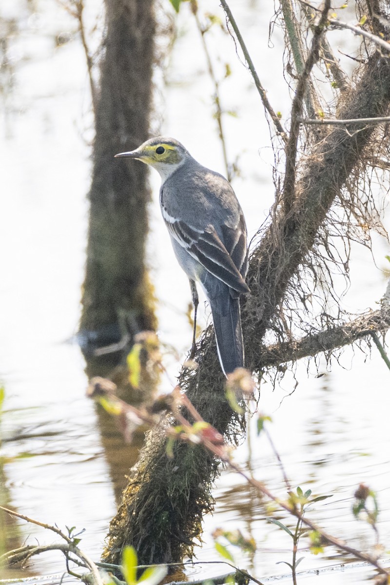 Citrine Wagtail - ML644908825