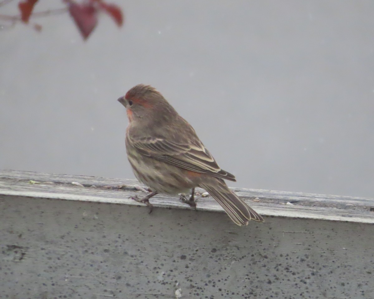 Roselin familier - ML644908828