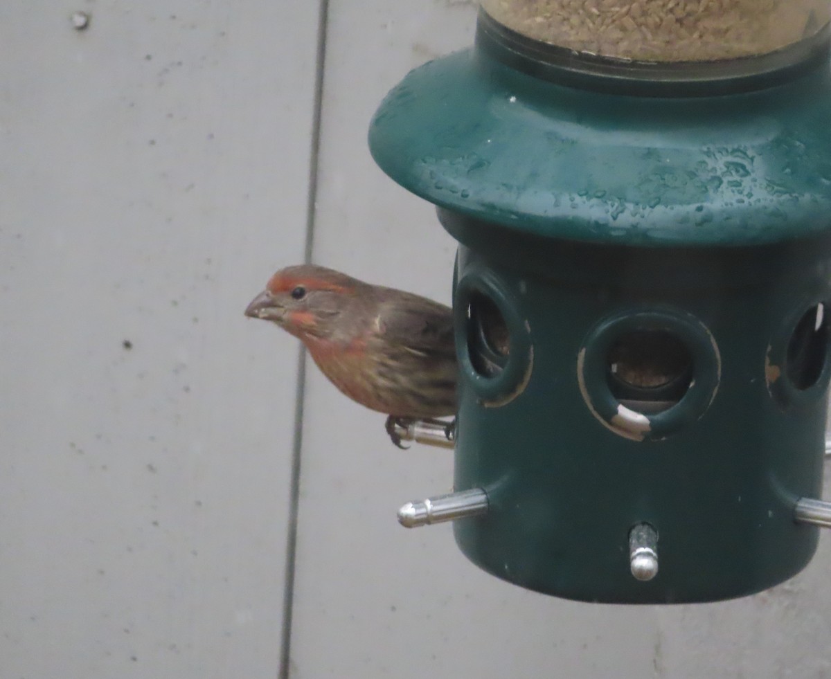 Roselin familier - ML644908835