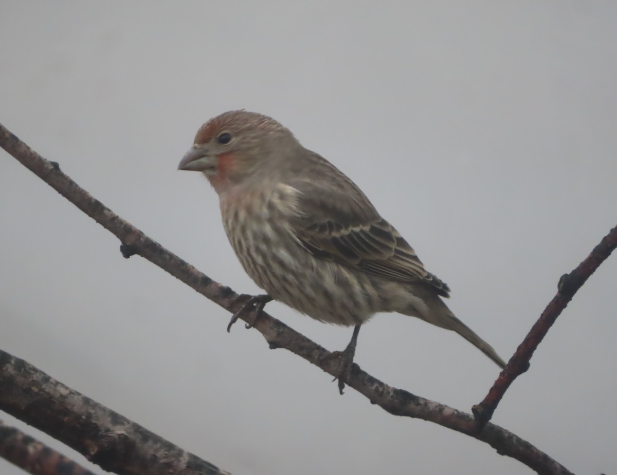 Roselin familier - ML644908838