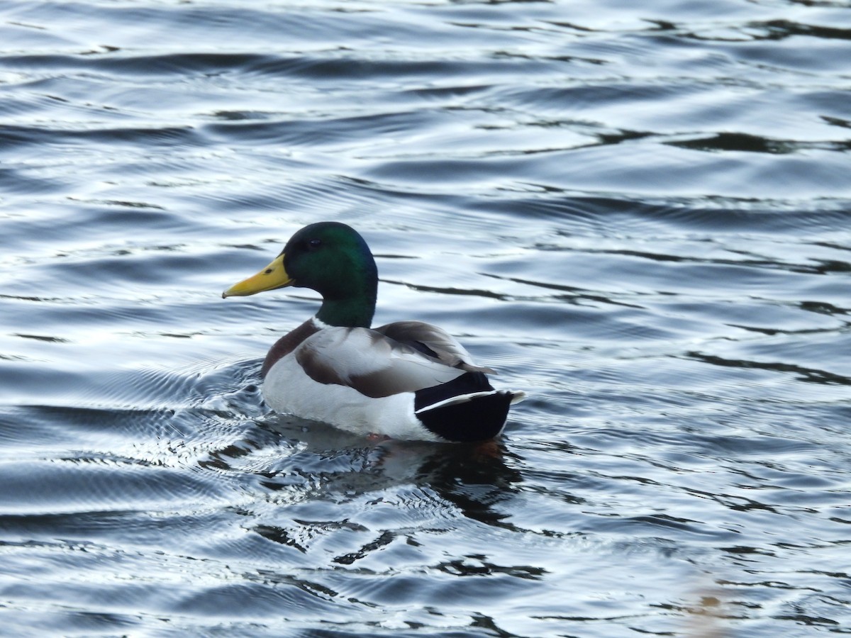 ברכיה - ML644908841