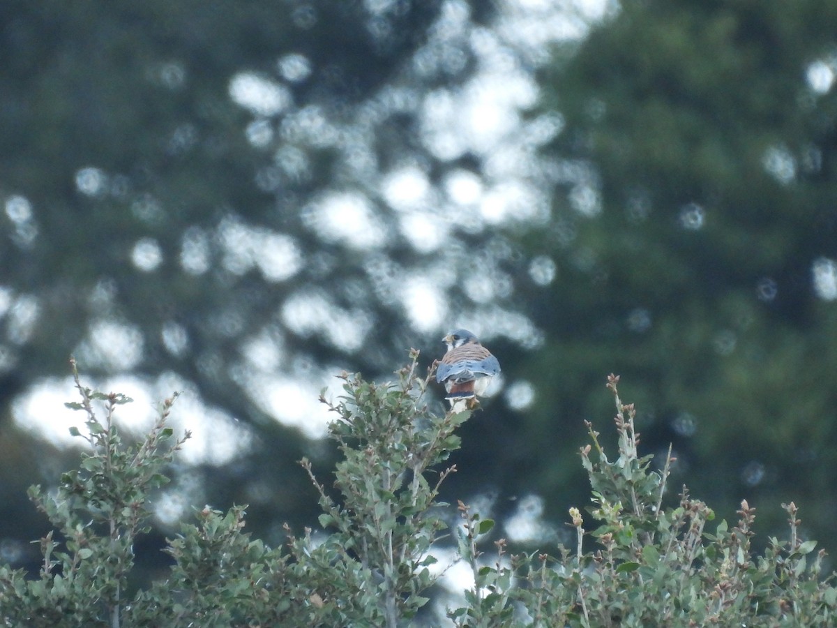 בז אמריקני - ML644908845