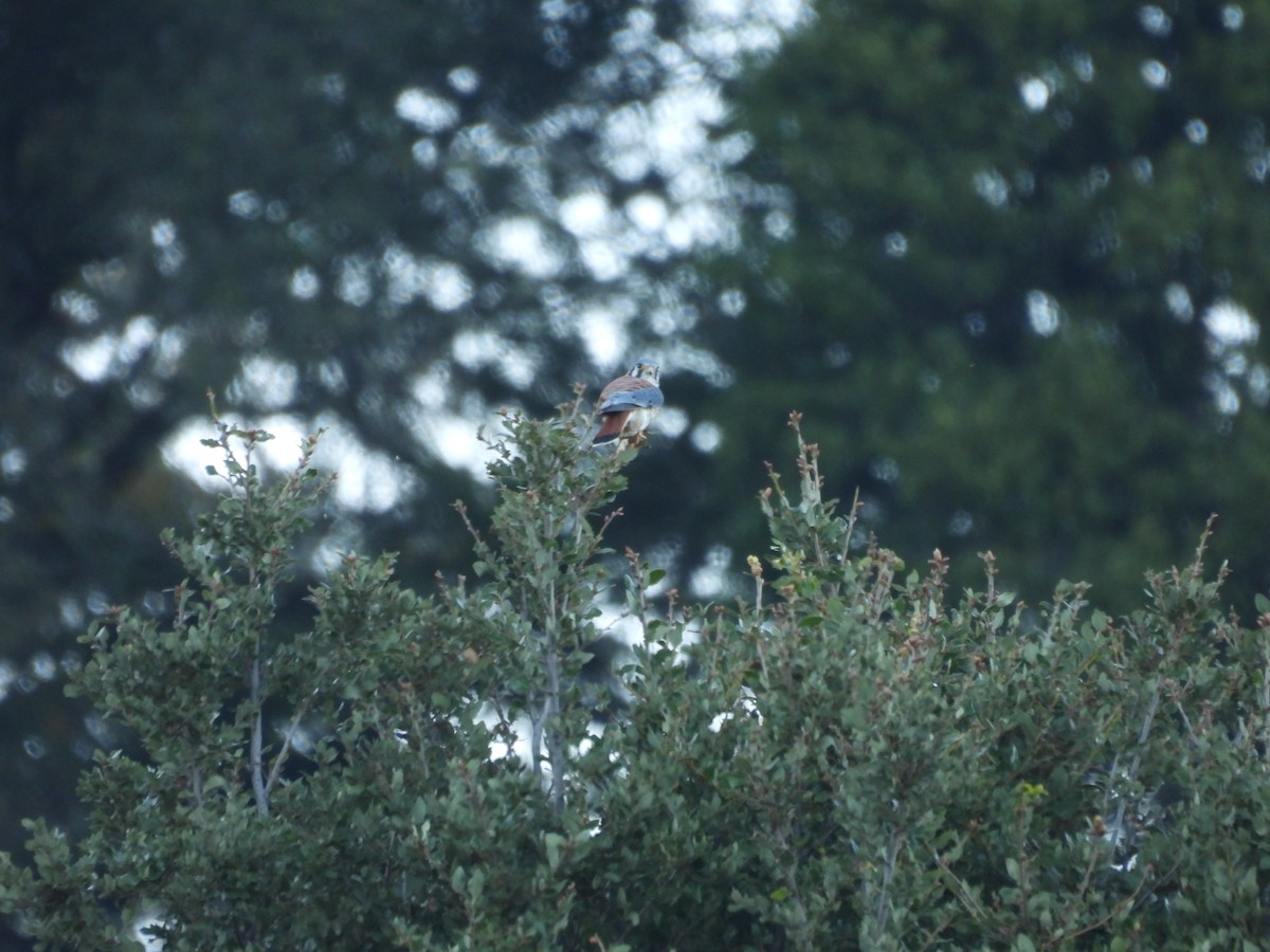 בז אמריקני - ML644908846