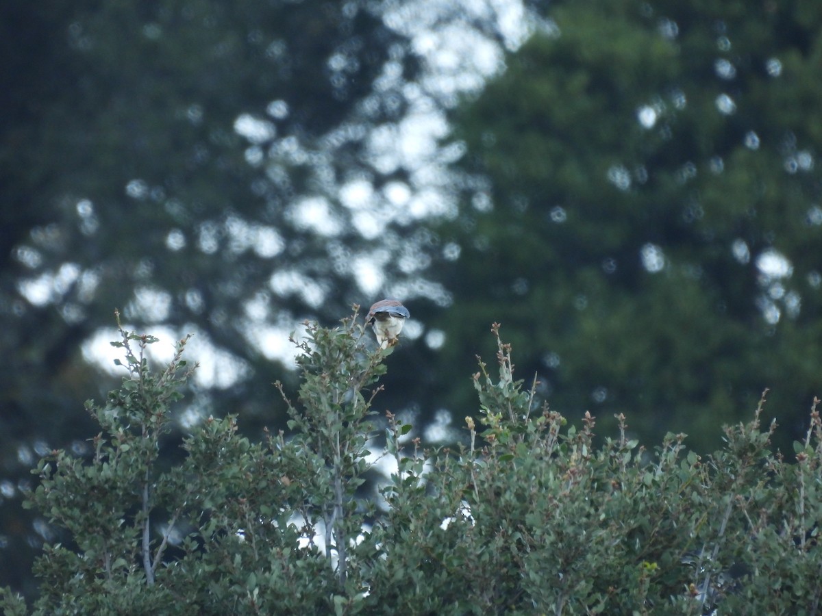 בז אמריקני - ML644908847