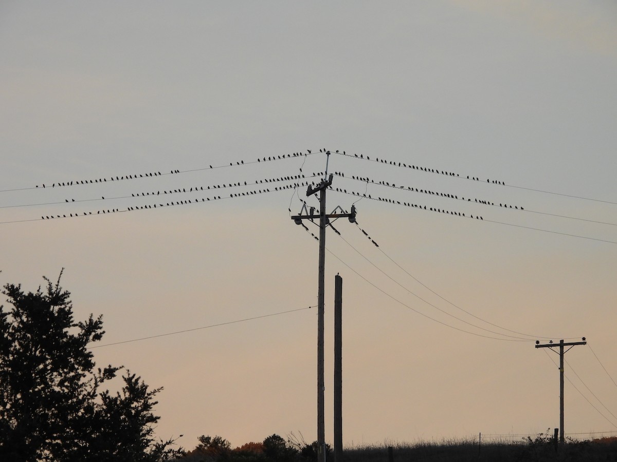 זרזיר מצוי - ML644908876
