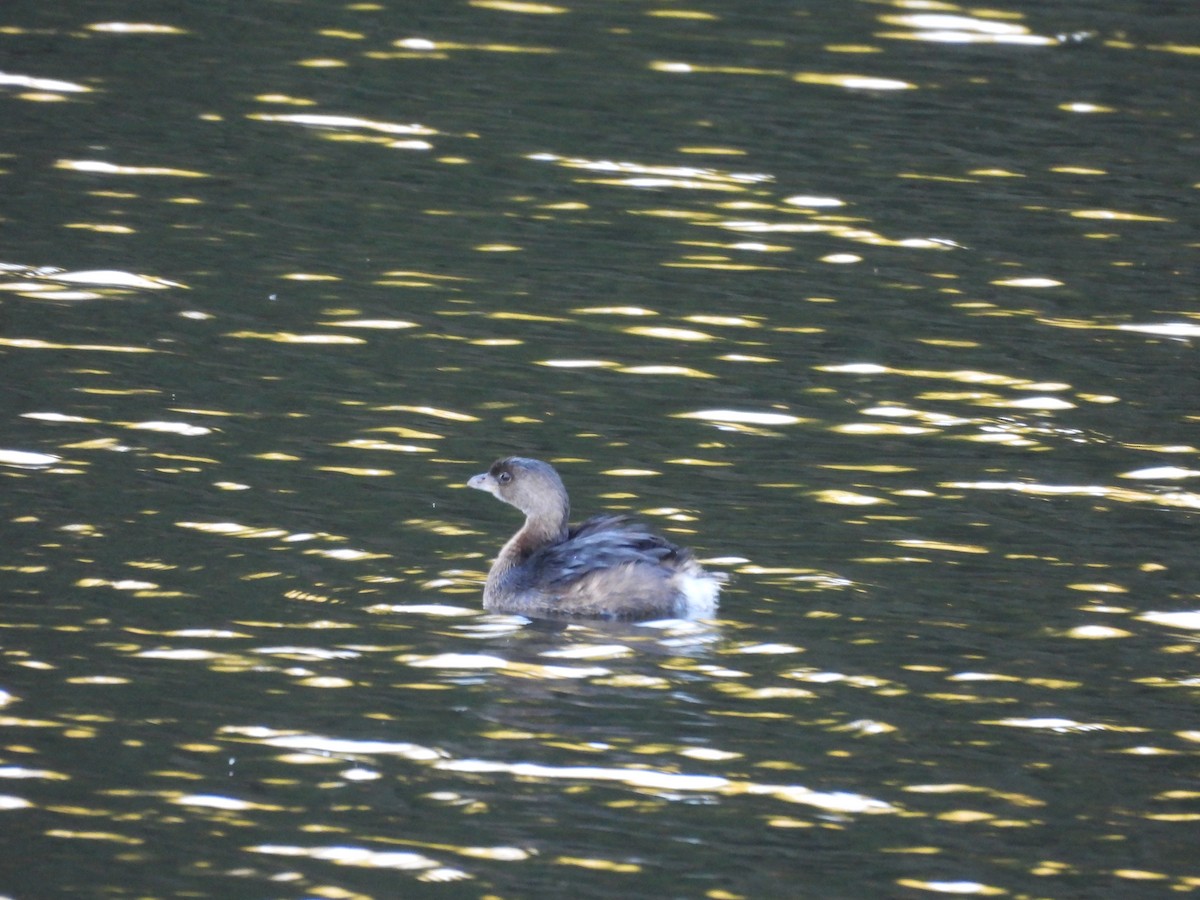 טבלן עקוד-מקור - ML644908877