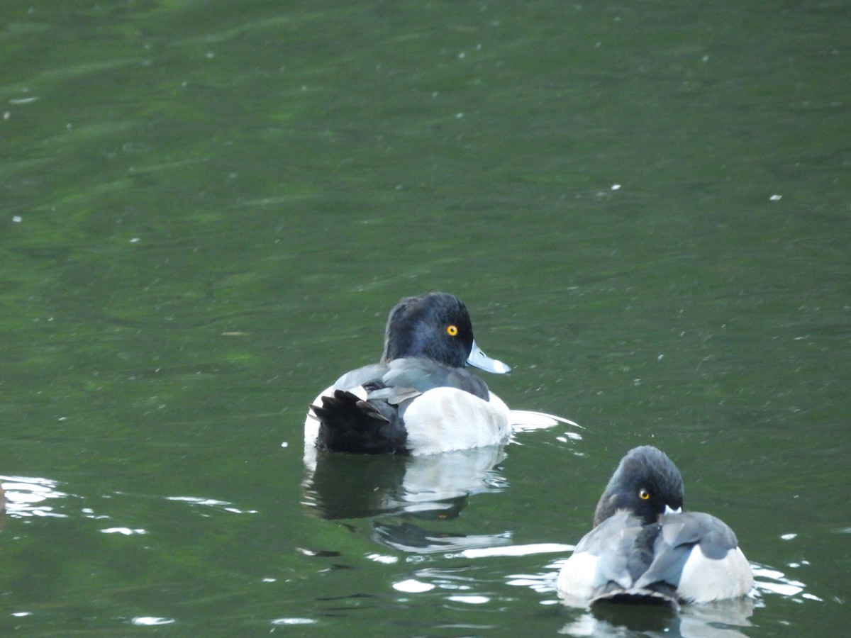 צולל צווארון - ML644908878