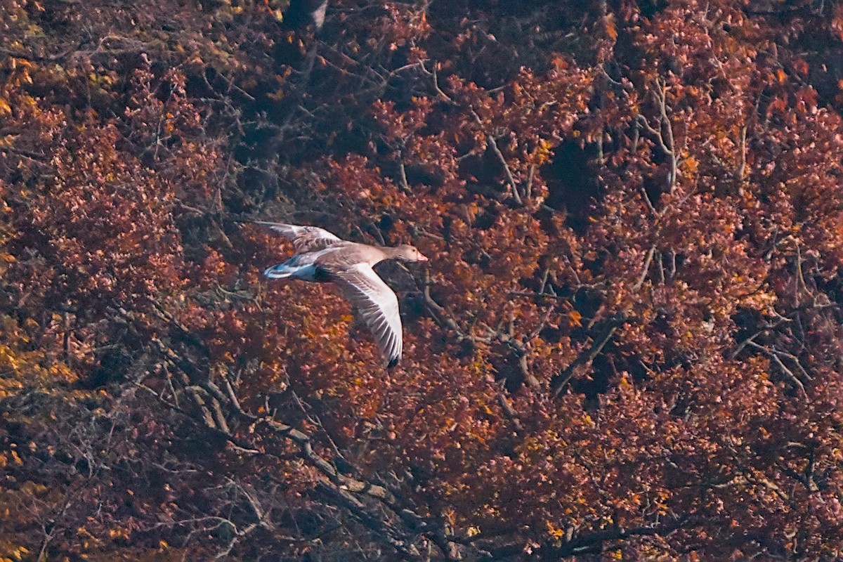 Graylag Goose - ML644908881