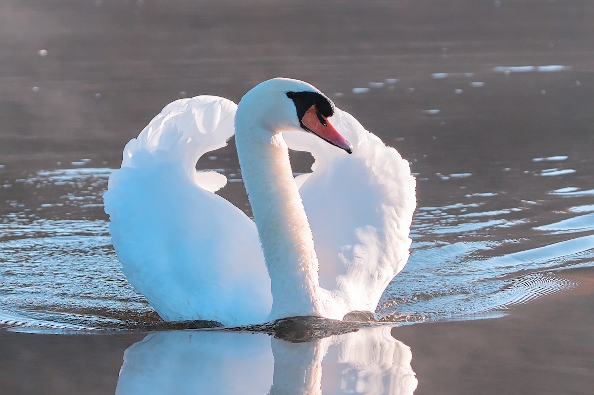 Mute Swan - ML644908885