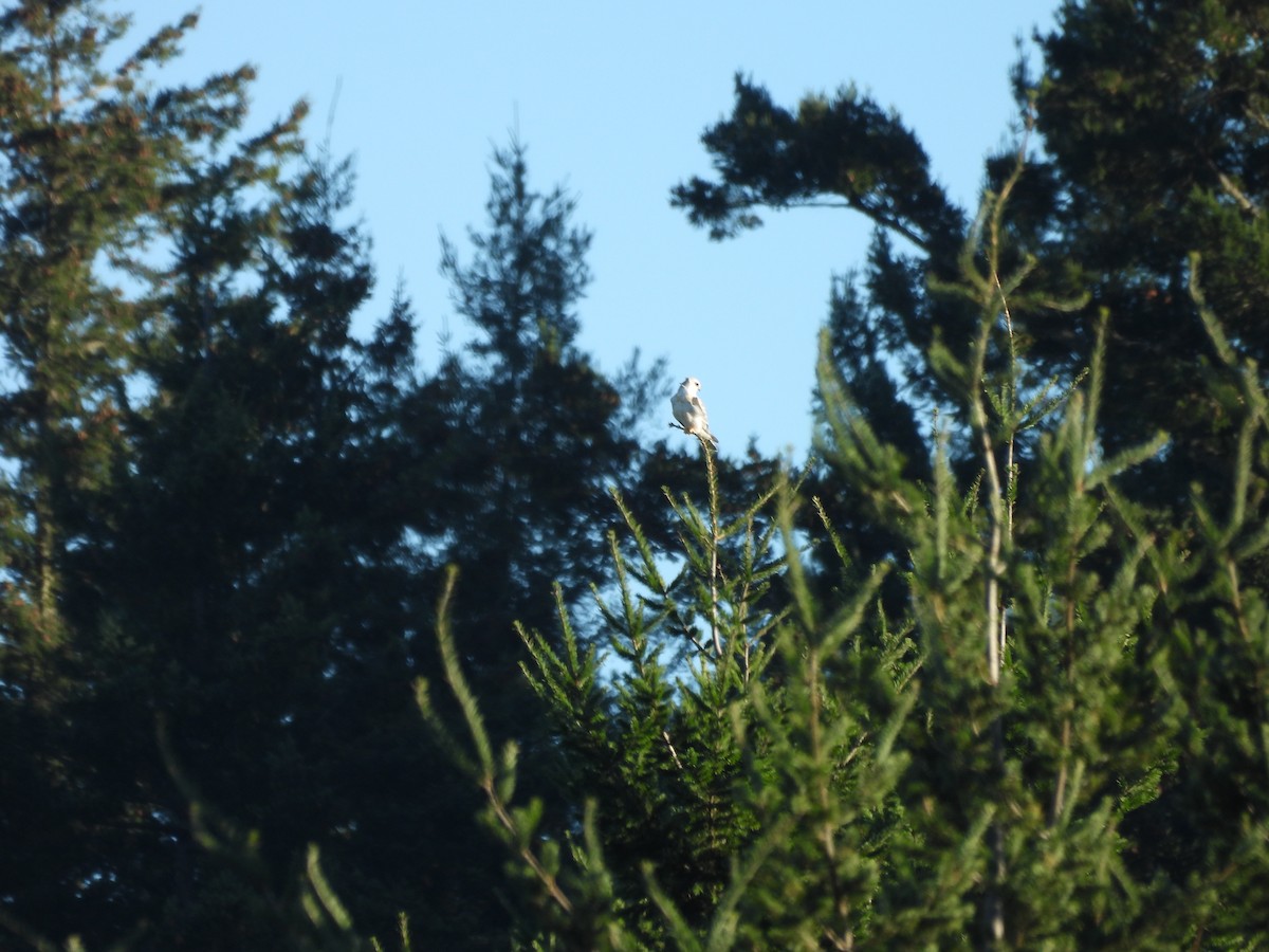 White-tailed Kite - ML644908886