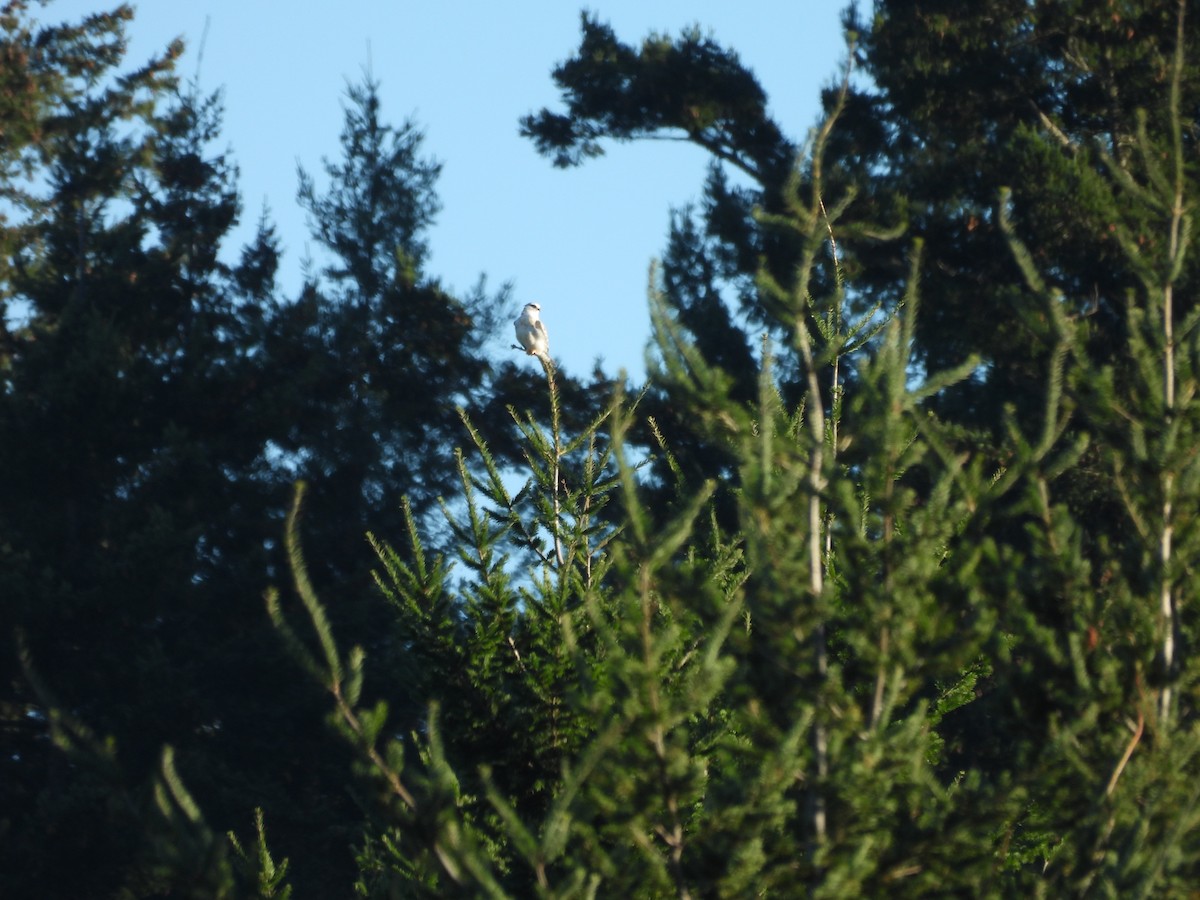 White-tailed Kite - ML644908887