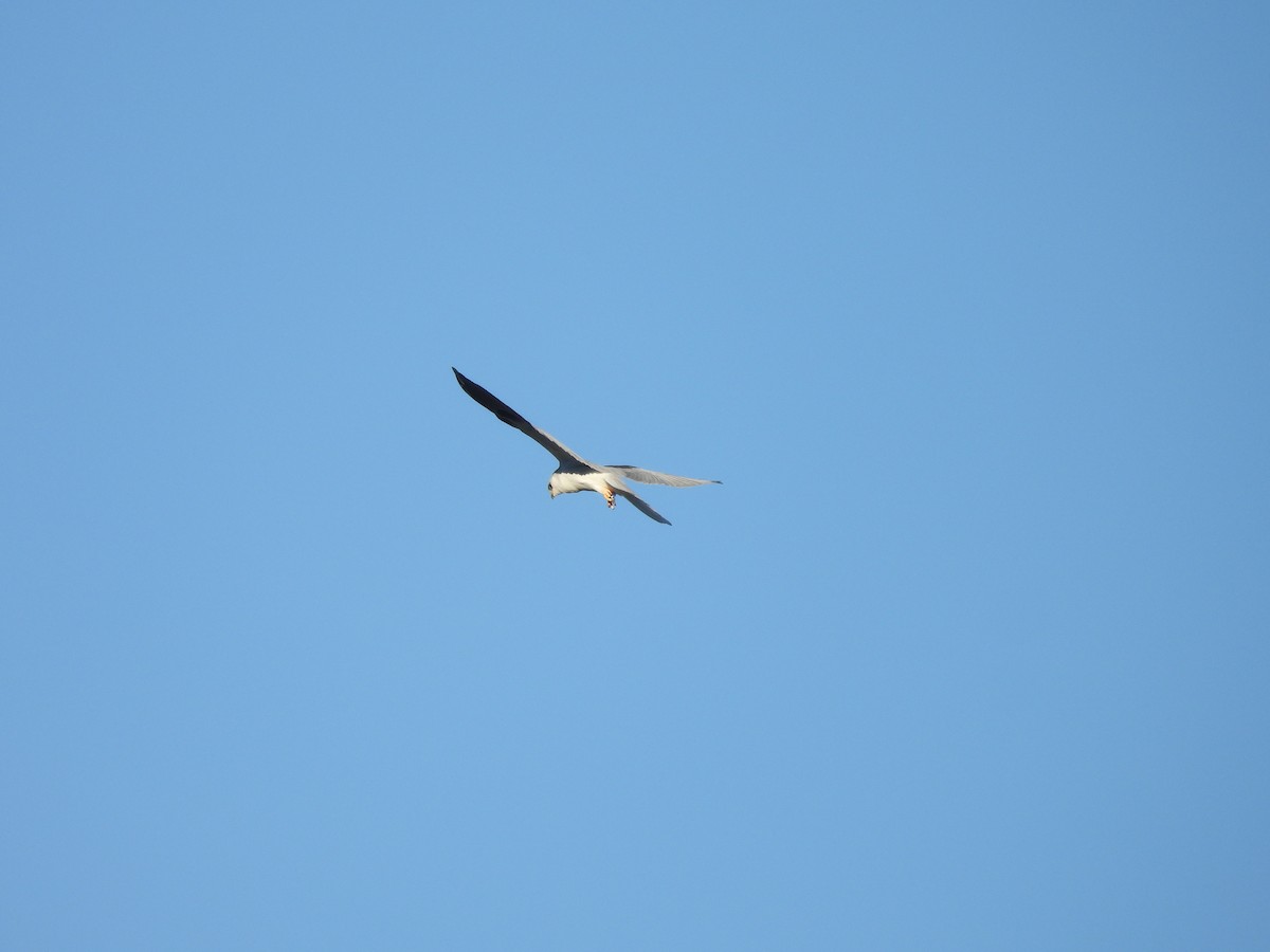 White-tailed Kite - ML644908888