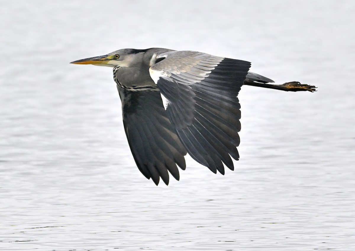Gray Heron - ML644908907