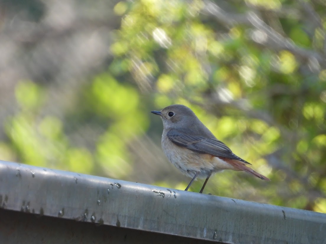 Common Redstart - ML644908908