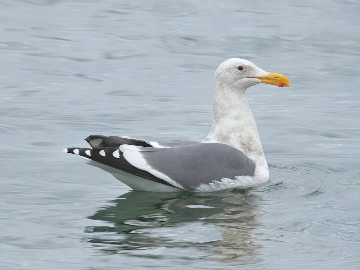 Western Gull - ML644908909