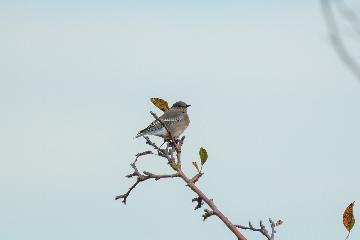 Mountain Bluebird - ML644908910
