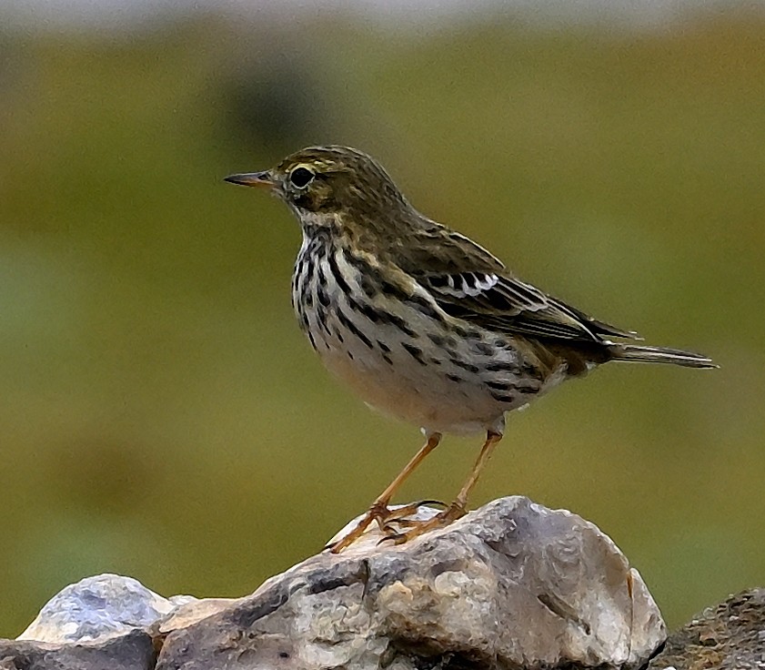Meadow Pipit - ML644908911