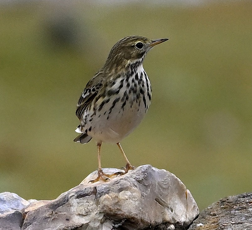 Meadow Pipit - ML644908912