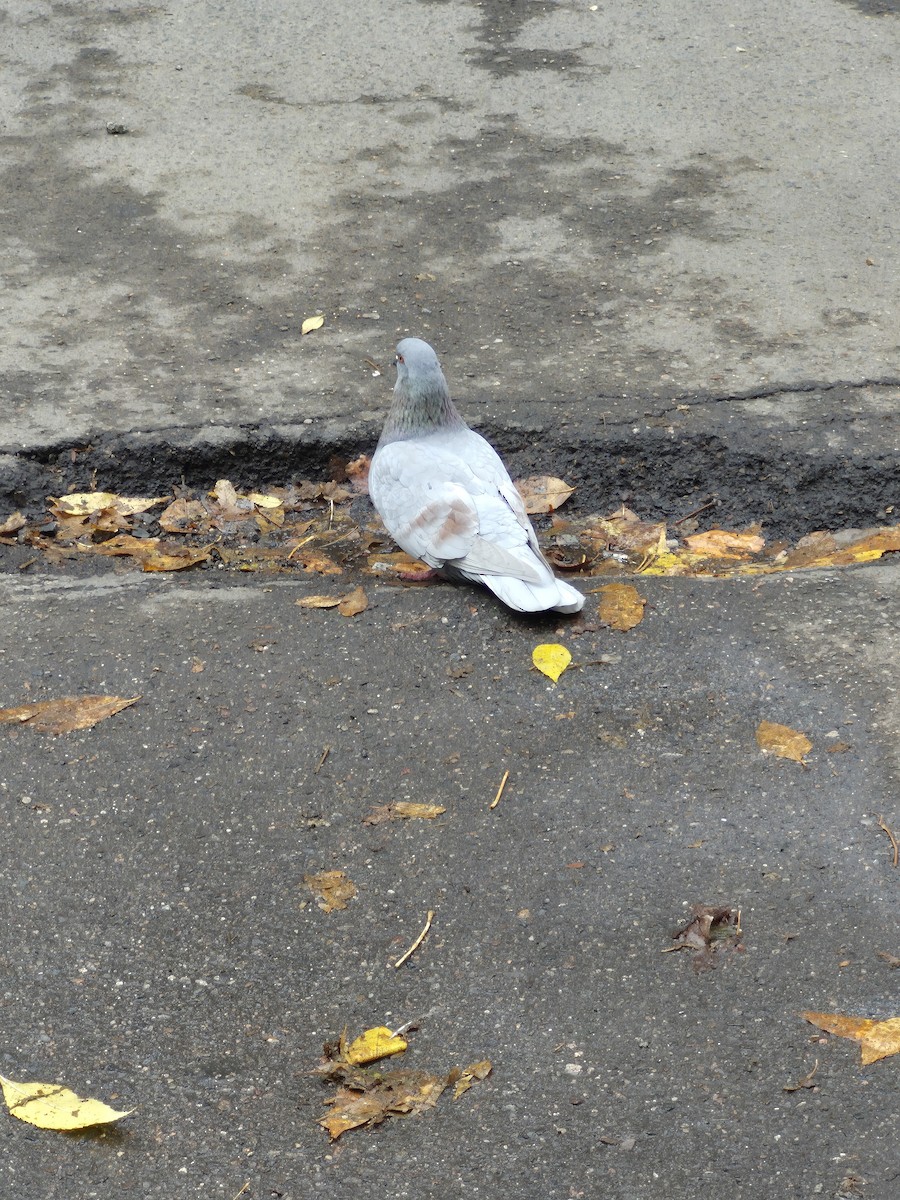 Rock Pigeon (Feral Pigeon) - ML644908915