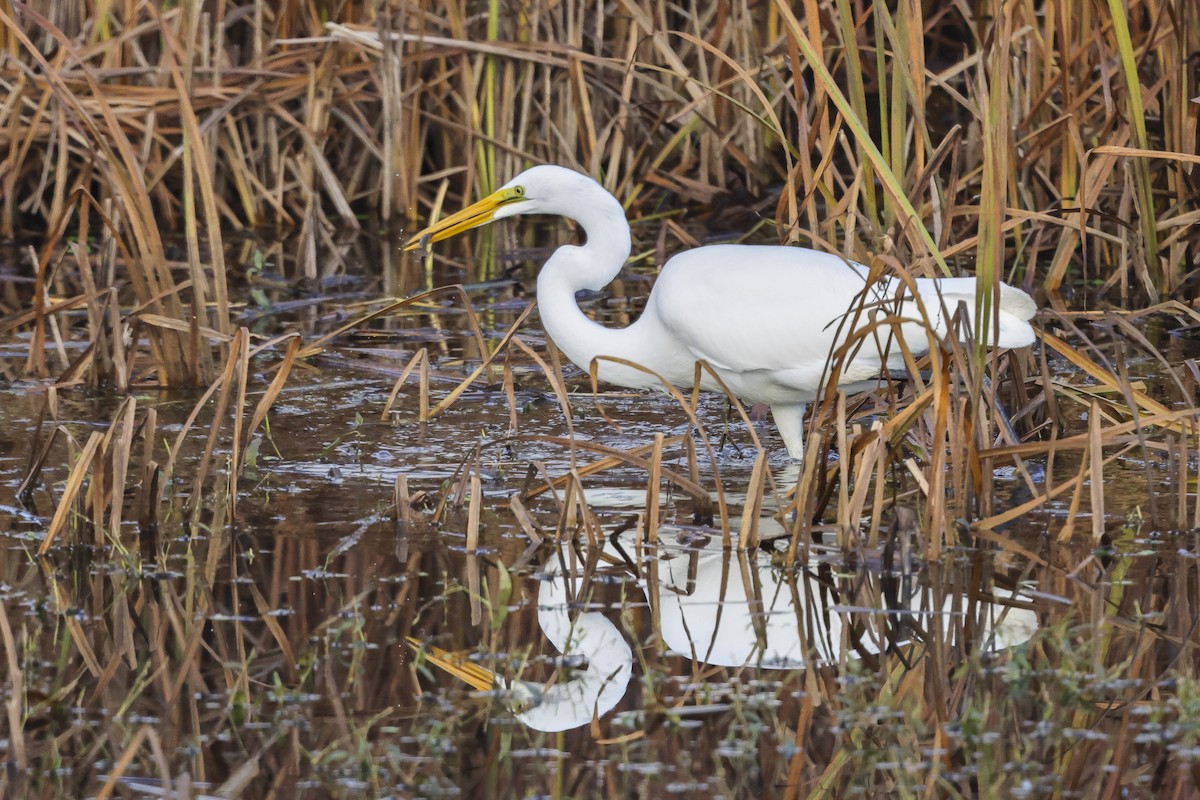 Great Egret - ML644908917