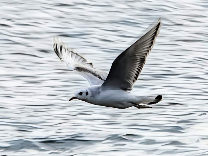 Bonaparte's Gull - ML644908918