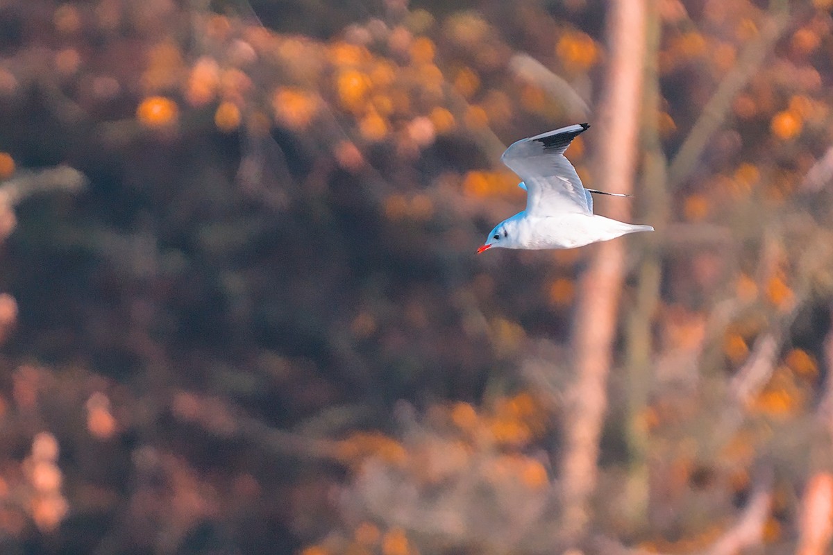 Black-headed Gull - ML644908919