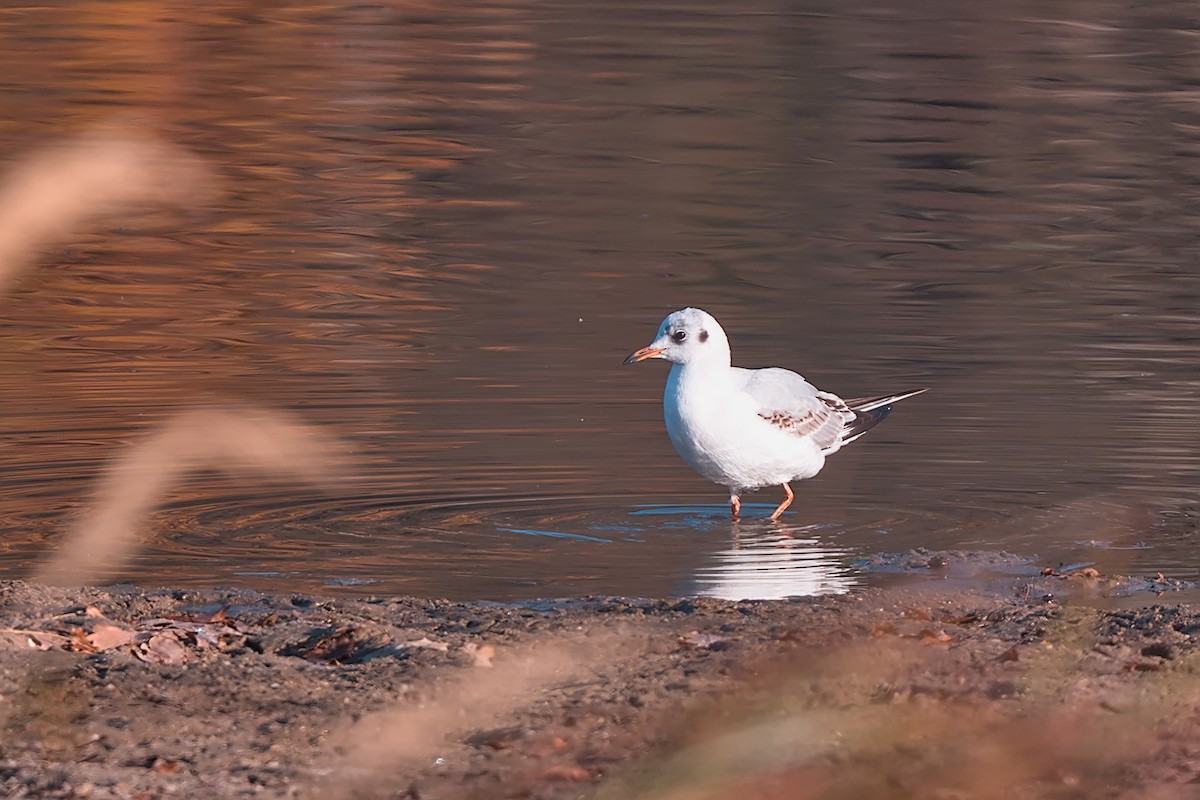 Black-headed Gull - ML644908920