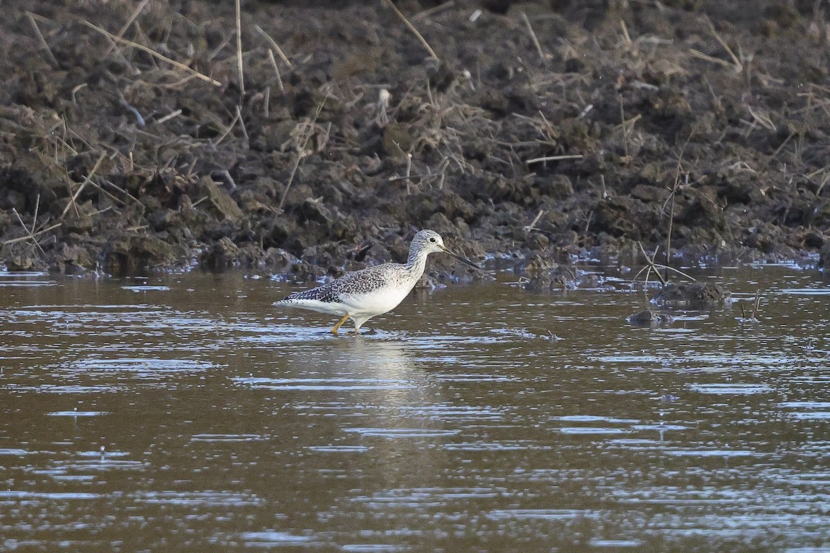 Greater Yellowlegs - ML644908921