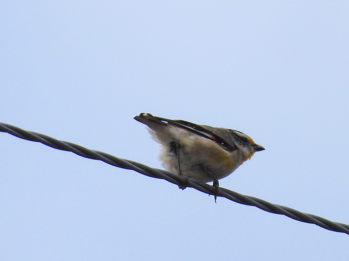 Striated Pardalote (Striated) - ML644908923
