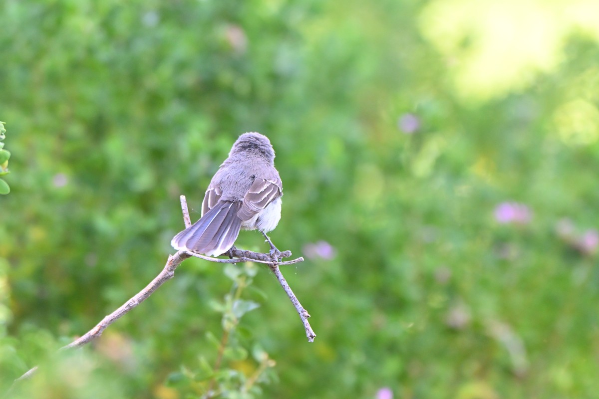 Gray Fantail - ML644908925