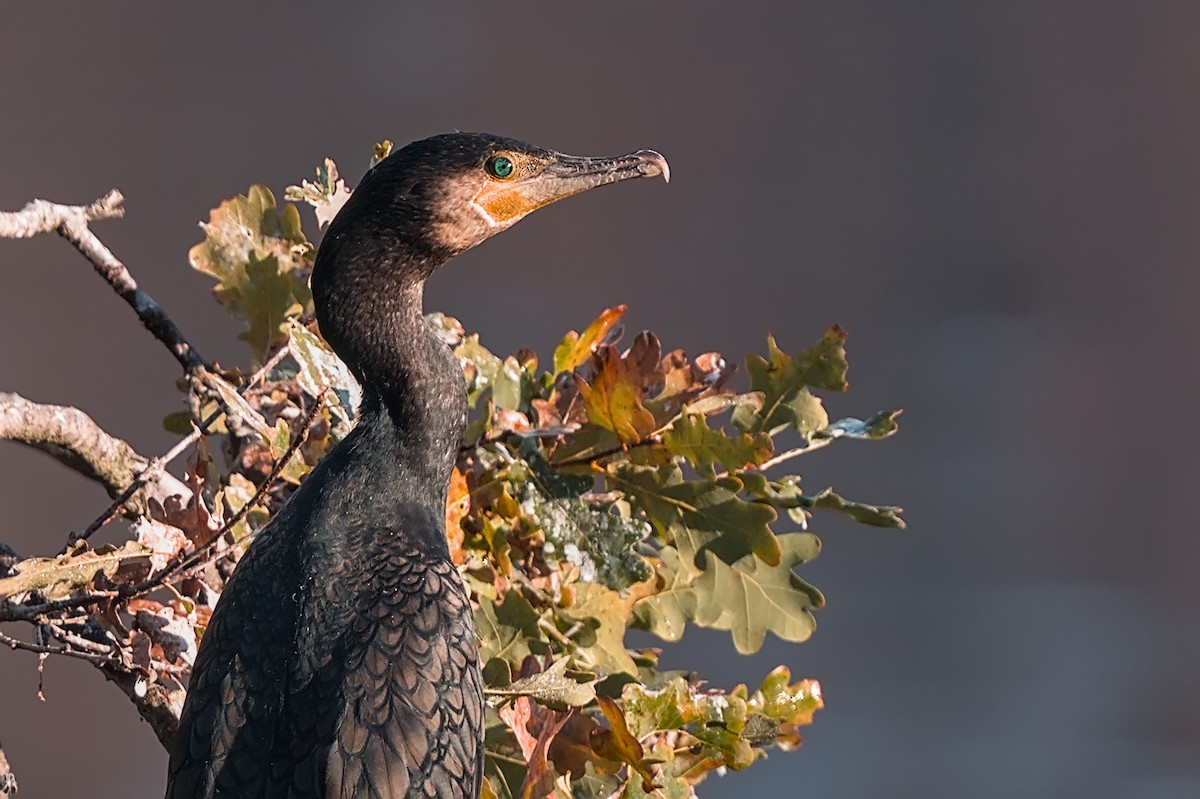 Great Cormorant - ML644908926