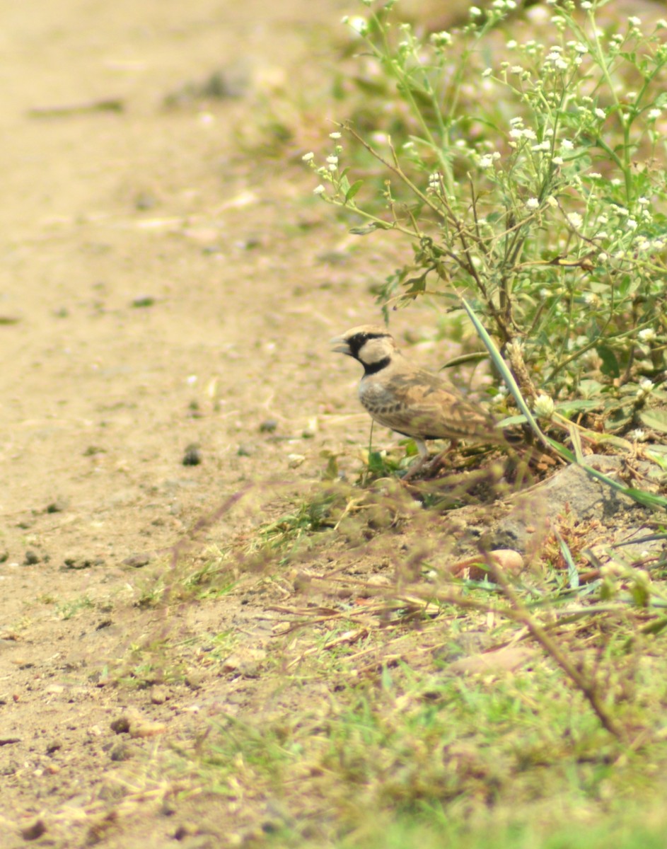 Ashy-crowned Sparrow-Lark - ML644908929