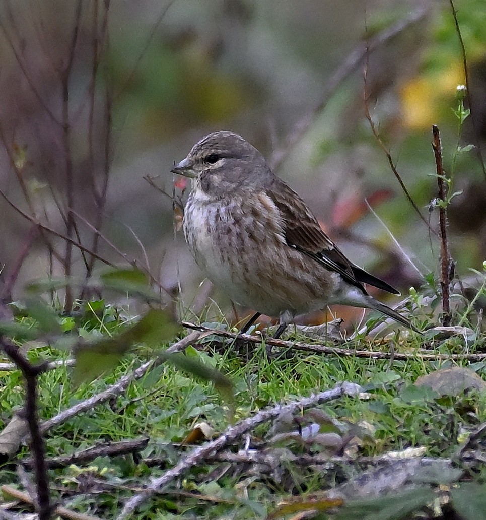 Eurasian Linnet - ML644908930